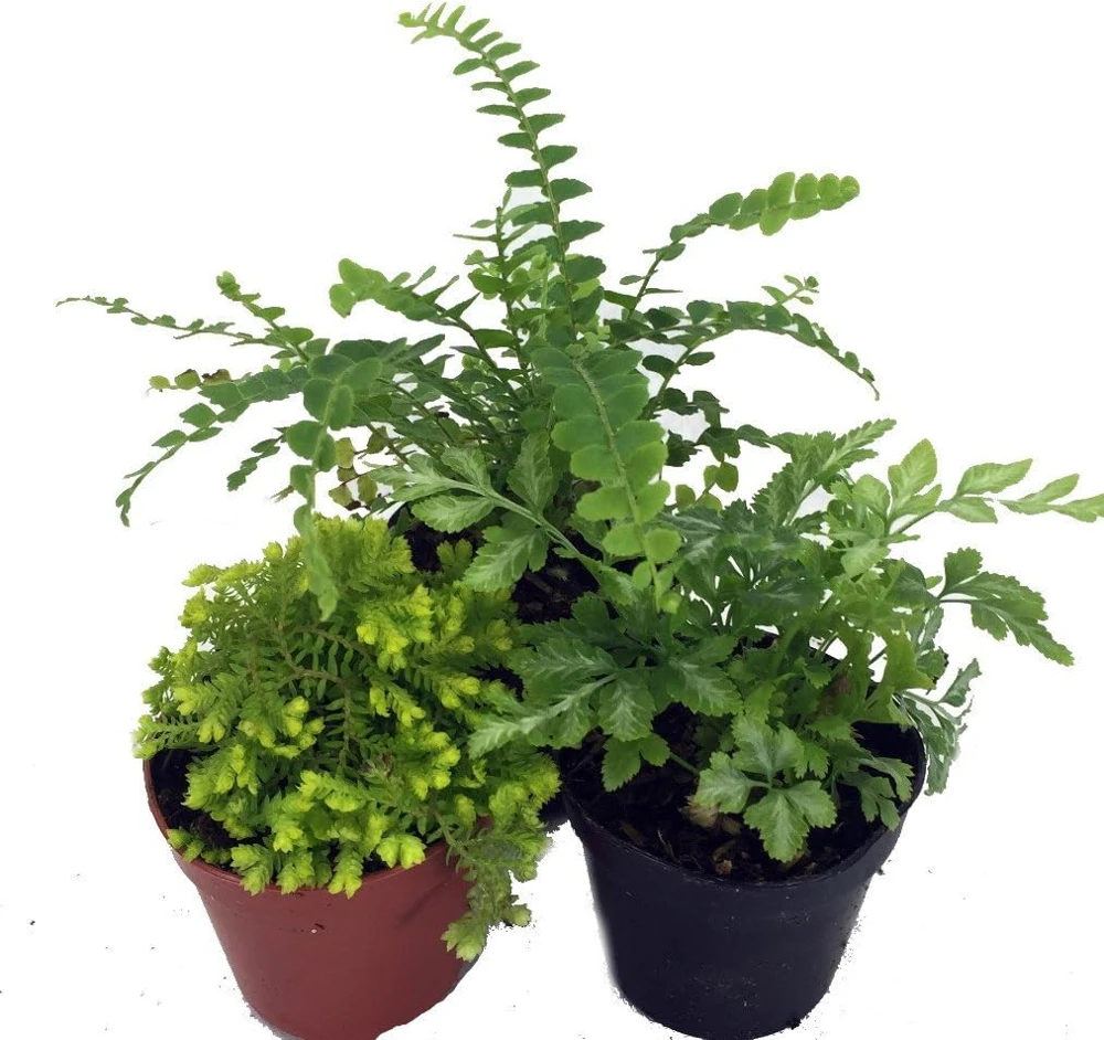 Mini Ferns Live Plants for Terrariums & Fairy Gardens - 3 Assorted Plants in 2" Pots - Image 1