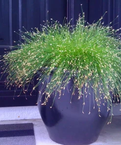 Mini Fiber Optic Grass Live Plant - Isolepis cernua - 2.5