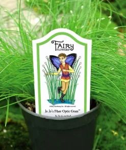 Mini Fiber Optic Grass Live Plant - Isolepis cernua - 2.5