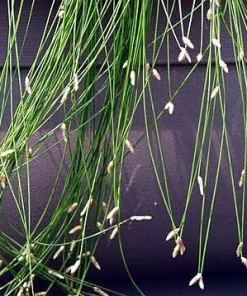 Mini Fiber Optic Grass Live Plant - Isolepis cernua - 2.5