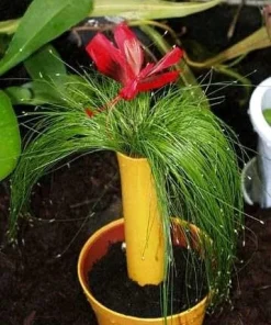 Mini Fiber Optic Grass Live Plant - Isolepis cernua - 2.5