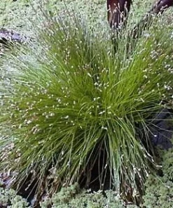 Mini Fiber Optic Grass Live Plant - Isolepis cernua - 2.5
