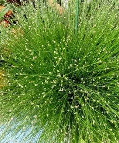 Mini Fiber Optic Grass Live Plant - Isolepis cernua - 2.5