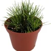 Mini Fiber Optic Grass Live Plant - Isolepis cernua - 2.5" Pot - Indoor/Outdoor - Image 1