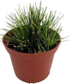 Mini Fiber Optic Grass Live Plant - Isolepis cernua - 2.5