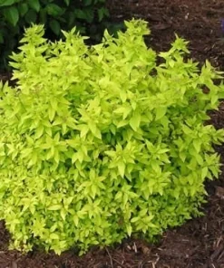 Mini Gold Mound Spirea Live Plant - Dwarf Gold Shrub, 1 Quart Pot, Zones 4-9 - Image 2