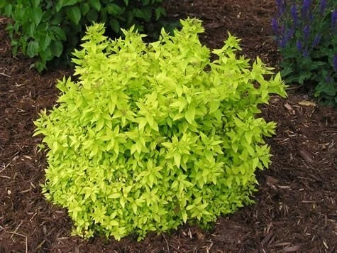Mini Gold Mound Spirea Live Plant - Dwarf Gold Shrub, 1 Quart Pot, Zones 4-9 - Image 2