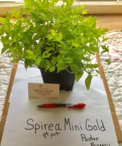 Mini Gold Mound Spirea Live Plant - Dwarf Gold Shrub, 1 Quart Pot, Zones 4-9 - Image 3