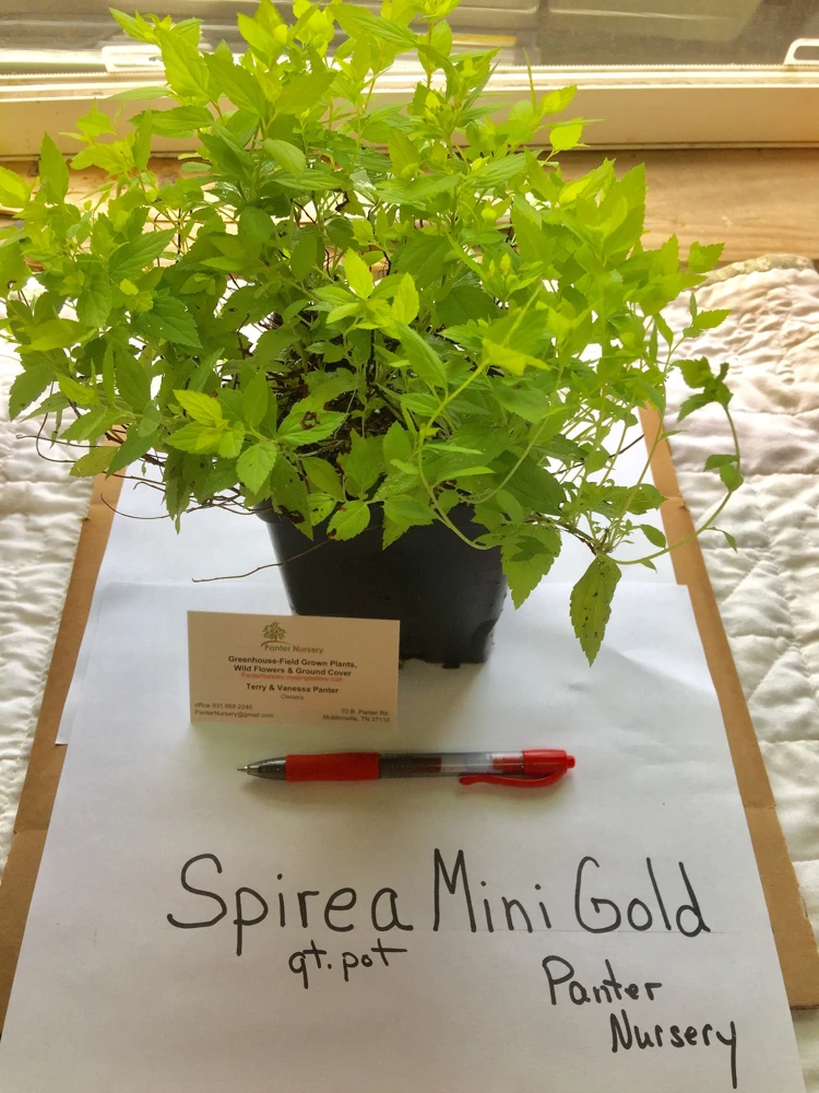 Mini Gold Mound Spirea Live Plant - Dwarf Gold Shrub, 1 Quart Pot, Zones 4-9 - Image 3