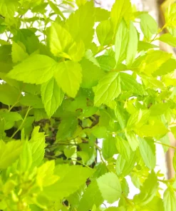 Mini Gold Mound Spirea Live Plant - Dwarf Gold Shrub, 1 Quart Pot, Zones 4-9 - Image 4