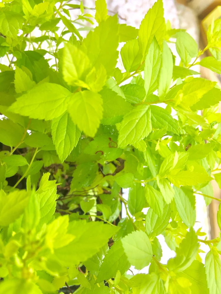 Mini Gold Mound Spirea Live Plant - Dwarf Gold Shrub, 1 Quart Pot, Zones 4-9 - Image 4