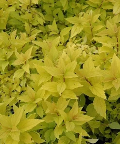 Mini Gold Mound Spirea Live Plant - Dwarf Gold Shrub, 1 Quart Pot, Zones 4-9 - Image 5