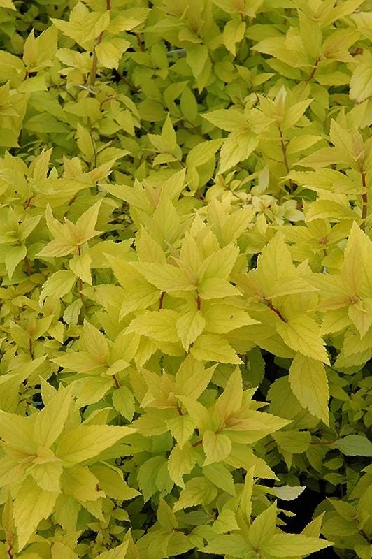 Mini Gold Mound Spirea Live Plant - Dwarf Gold Shrub, 1 Quart Pot, Zones 4-9 - Image 5