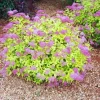 Mini Gold Mound Spirea Live Plant - Dwarf Gold Shrub, 1 Quart Pot, Zones 4-9 - Image 1