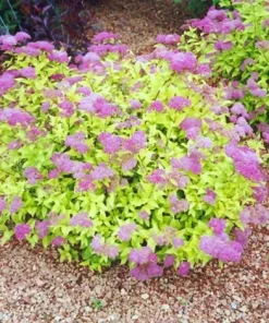 Mini Gold Mound Spirea Live Plant - Dwarf Gold Shrub, 1 Quart Pot, Zones 4-9 - Image 1