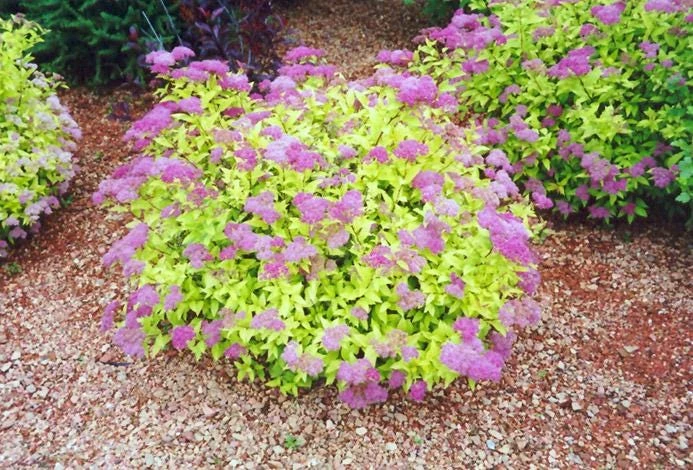 Mini Gold Mound Spirea Live Plant - Dwarf Gold Shrub, 1 Quart Pot, Zones 4-9 - Image 1