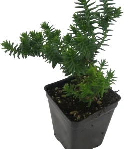 Mini Green Pagoda Crassula Live Plant – Trailing Succulent – 2.5" Pot – Fairy Garden - Image 2