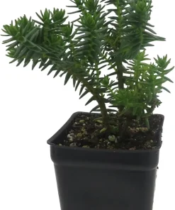 Mini Green Pagoda Crassula Live Plant – Trailing Succulent – 2.5