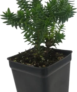 Mini Green Pagoda Crassula Live Plant – Trailing Succulent – 2.5
