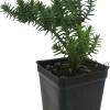 Mini Green Pagoda Crassula Live Plant – Trailing Succulent – 2.5" Pot – Fairy Garden - Image 1