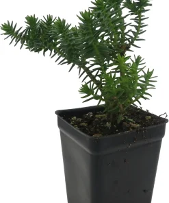Mini Green Pagoda Crassula Live Plant – Trailing Succulent – 2.5