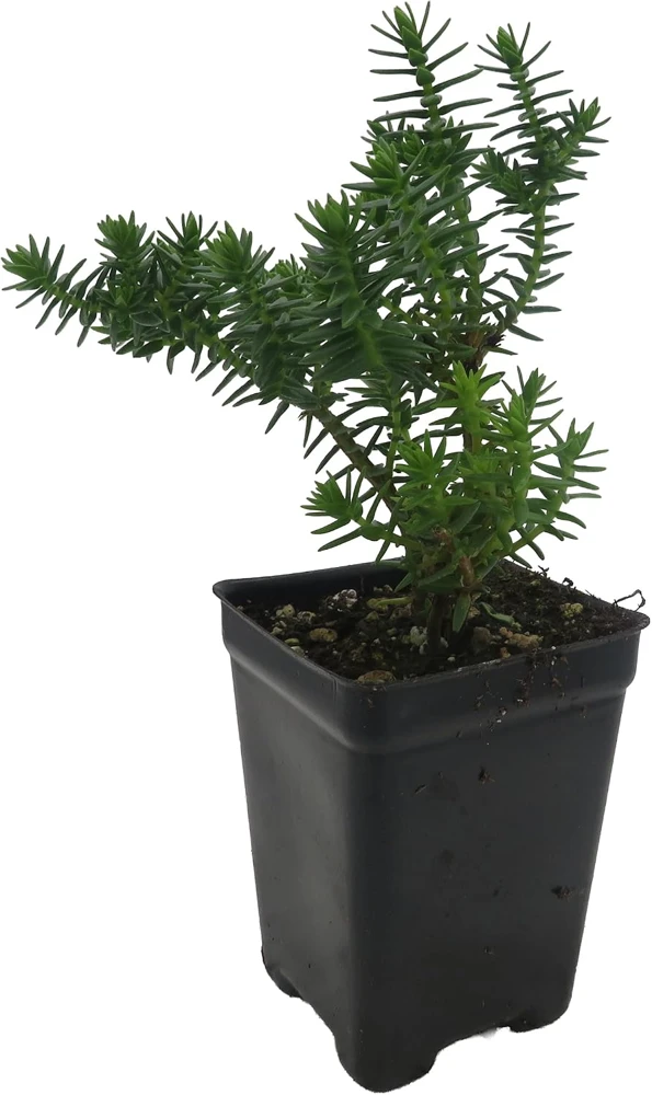 Mini Green Pagoda Crassula Live Plant – Trailing Succulent – 2.5" Pot – Fairy Garden - Image 1