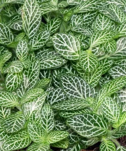 Mini Green & White Nerve Plant - Fittonia verschaffeltii Live Plant - 2.5" Pot - Indoor - Image 2