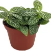 Mini Green & White Nerve Plant - Fittonia verschaffeltii Live Plant - 2.5" Pot - Indoor - Image 1