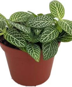 Mini Green & White Nerve Plant - Fittonia verschaffeltii Live Plant - 2.5