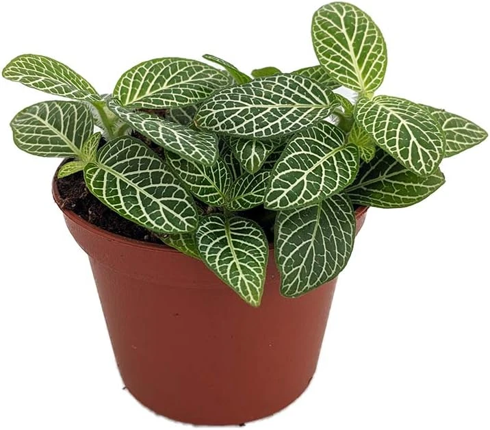 Mini Green & White Nerve Plant - Fittonia verschaffeltii Live Plant - 2.5" Pot - Indoor - Image 1