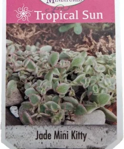 Mini Kitty Jade Live Plant - Crassula Succulent - 2.5" Pot - Indoor/Outdoor - Image 2