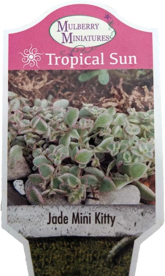 Mini Kitty Jade Live Plant - Crassula Succulent - 2.5" Pot - Indoor/Outdoor - Image 2