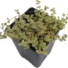 Mini Kitty Jade Live Plant - Crassula Succulent - 2.5" Pot - Indoor/Outdoor - Image 1