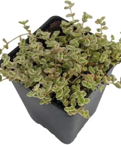 Mini Kitty Jade Live Plant - Crassula Succulent - 2.5