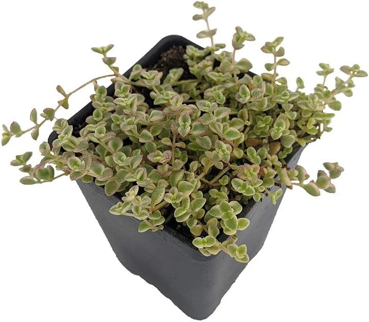Mini Kitty Jade Live Plant - Crassula Succulent - 2.5" Pot - Indoor/Outdoor - Image 1
