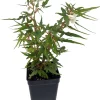 Mini Maple Leaf Begonia Live Plant – 2.5 inch Pot – Fairy Garden Houseplant - Image 1
