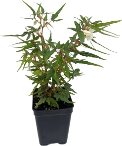 Mini Maple Leaf Begonia Live Plant – 2.5 inch Pot – Fairy Garden Houseplant - Image 1