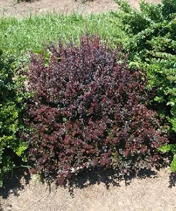 Mini Maroon Barberry live plant – Sterile Shrub – Dark Foliage – 4 inch pot – Outdoor - Image 1