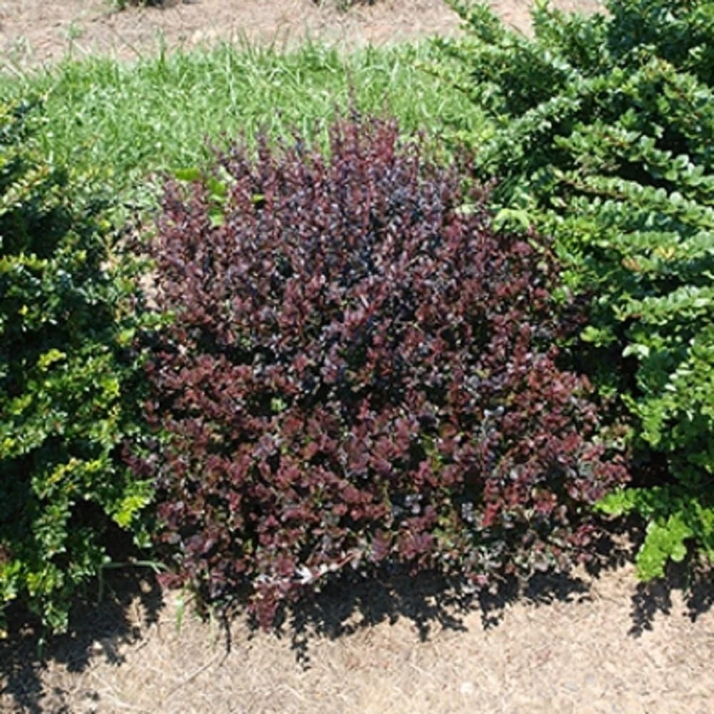 Mini Maroon Barberry live plant – Sterile Shrub – Dark Foliage – 4 inch pot – Outdoor - Image 1