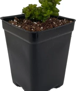 Mini Me Jelly Bean Succulent Plant - Sedum rubrotinctum - Live Plant - 2.5" Pot - Image 2