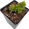 Mini Me Jelly Bean Succulent Plant - Sedum rubrotinctum - Live Plant - 2.5" Pot - Image 1