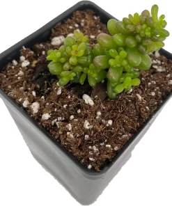 Mini Me Jelly Bean Succulent Plant - Sedum rubrotinctum - Live Plant - 2.5