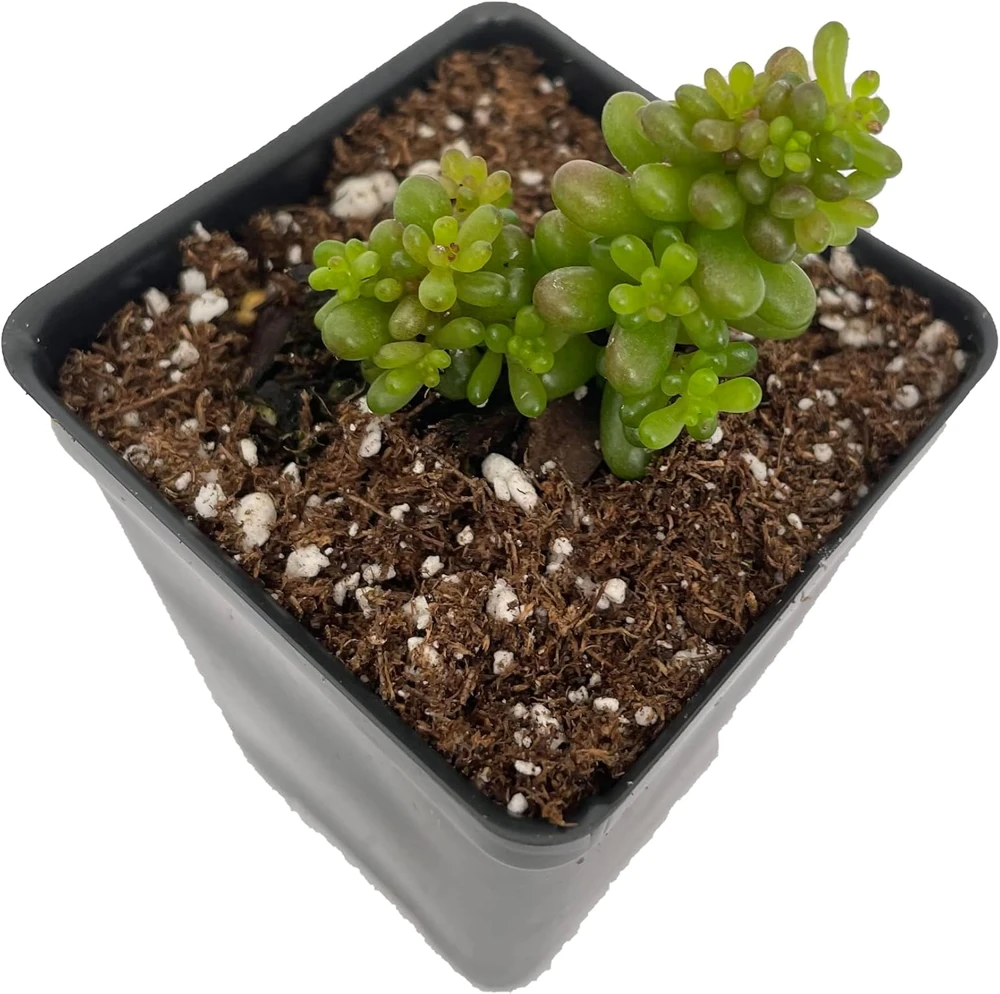 Mini Me Jelly Bean Succulent Plant - Sedum rubrotinctum - Live Plant - 2.5" Pot - Image 1