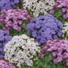 Mini Mound Mixed Ageratum Seeds - F1 Hybrid Flower Seeds - 20 Count - Image 1