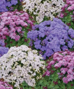 Mini Mound Mixed Ageratum Seeds - F1 Hybrid Flower Seeds - 20 Count - Image 1