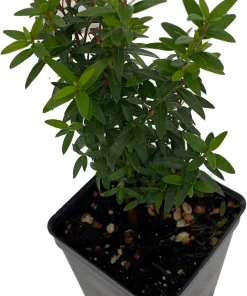 Mini Myrtle Live Plant - 2.5" Pot - Fairy Garden, Houseplant - Image 2