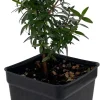 Mini Myrtle Live Plant - 2.5" Pot - Fairy Garden, Houseplant - Image 1