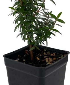 Mini Myrtle Live Plant - 2.5