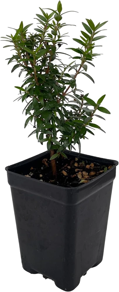 Mini Myrtle Live Plant - 2.5" Pot - Fairy Garden, Houseplant - Image 1