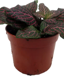 Mini Pink Veined Fittonia Nerve Plant - Live Houseplant - 2.5" Pot - Image 2